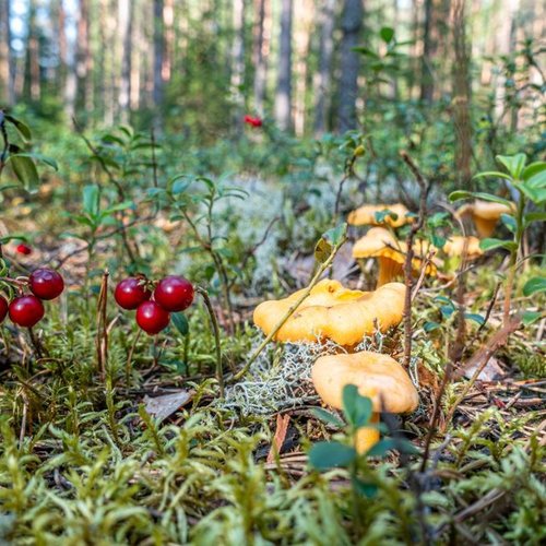 Forest Bounty