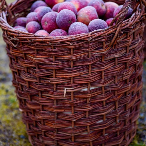 Fruits and Vegetables